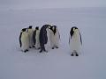 Penguin group